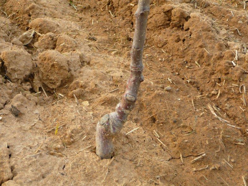 Base of Tree